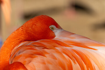 Sleepy Flamingo