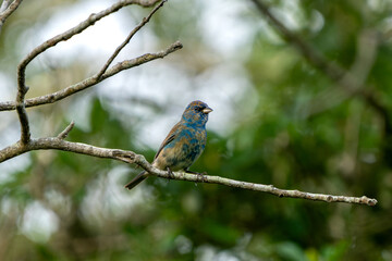 Juvenile Indigo Bunting