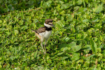 Picnic Killdeer