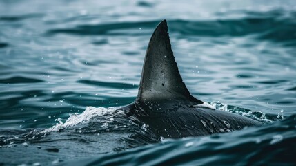 Fototapeta premium Shark Fin Breaking the Surface of the Ocean