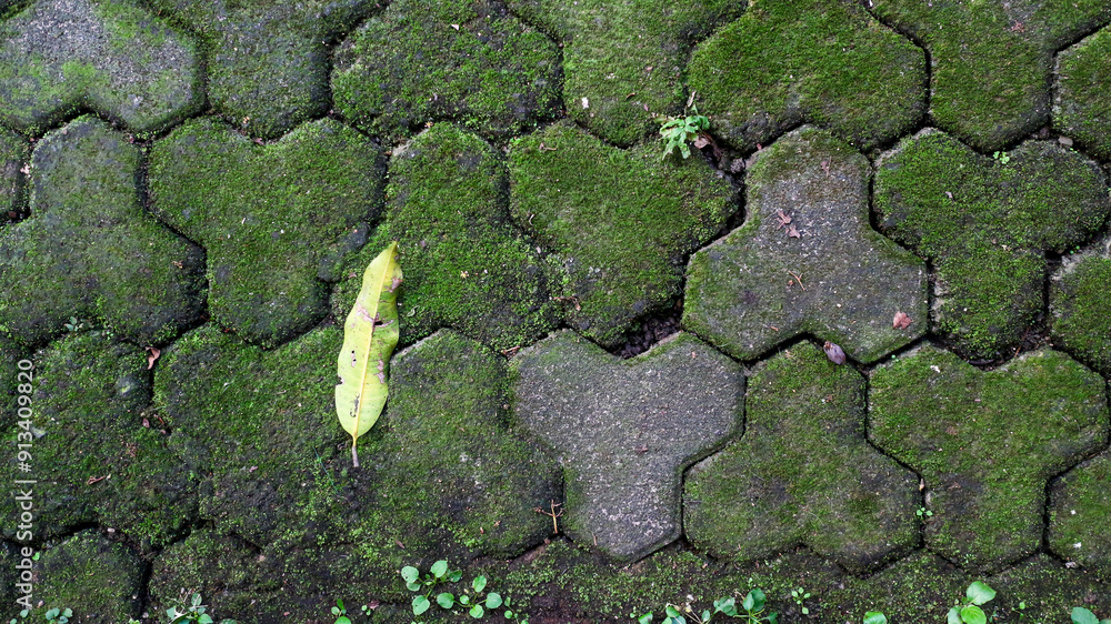 Poster close up view of a mossy pavement with a single fallen leaf in the middle. moss covered pavement det