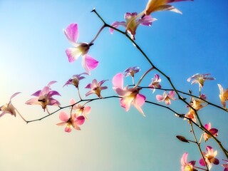 Dendrobium flower 