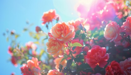Obraz premium Close-up of beautiful roses in full bloom with a blurred background. AI.