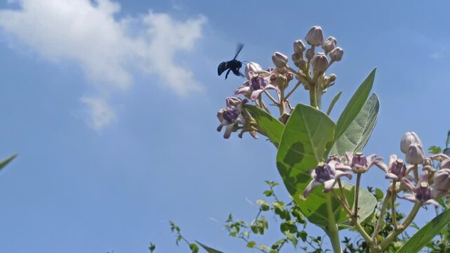 vestal bumblebee on flower
