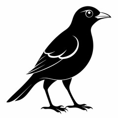 Vector hand-drawn Myna silhouette black illustration