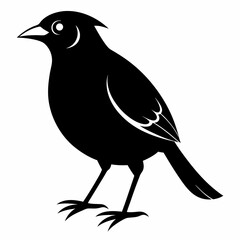 Vector hand-drawn Myna silhouette black illustration