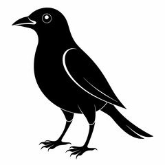 Vector hand-drawn Myna silhouette black illustration
