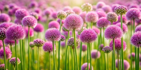 Obraz premium Allium flowers with green stems blooming in a picturesque field, blossoms, nature, springtime, outdoors, meadow, colorful