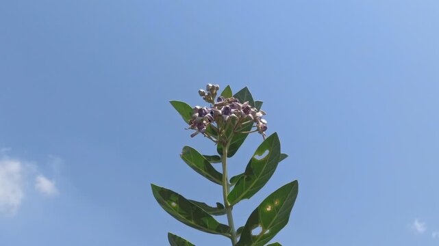 vestal bumblebee on flower