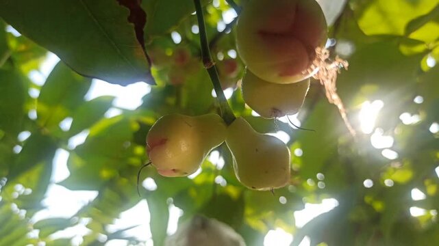 Syzygium samarangense