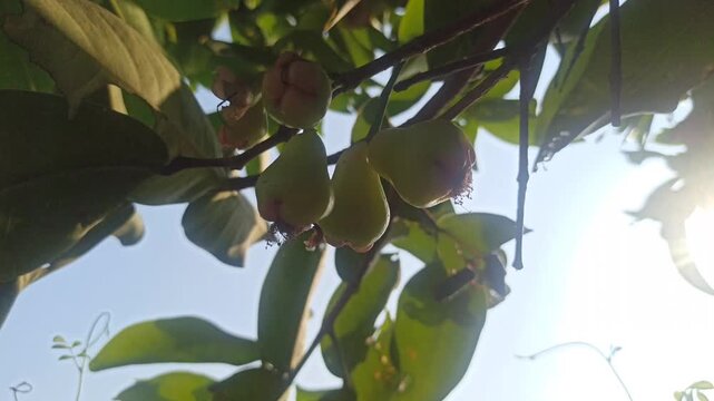 Syzygium samarangense