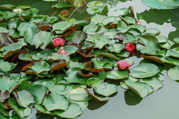 Water lilies in summer
