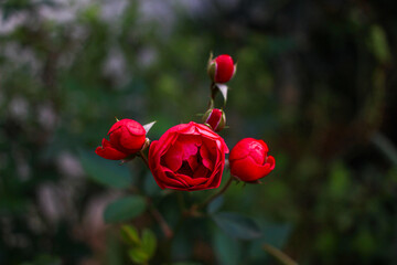 red flower with green leaves in the background 