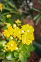 Fototapeta premium Yellow flower with green leaves in the background 