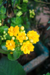 Yellow flower with green leaves in the background 