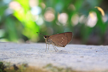 Obraz premium La mariposa está preparada para volar