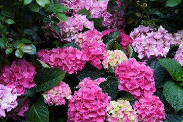 Vibrant Blooms of Magenta Hydrangeas