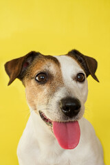 Jack Russell Terrier. A dog. Portrait of a charming, purebred dog. A pet.
