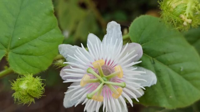 Passiflora foetida flower