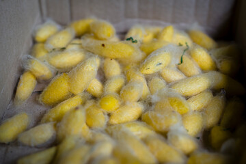Silk cocoons ready for spinning into silk thread