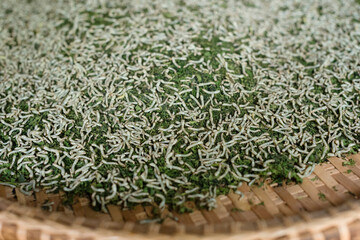 Silkworms feeding on tray of shredded leaves