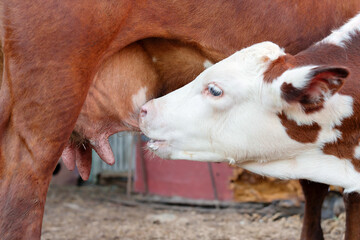 red calf suckling on a cow's udder, detailed plan. © Катерина Решетникова