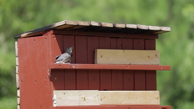 Slow Motion shot of Baby Bluebird Standing Outside of Nest and Chirping Preparing to Leave