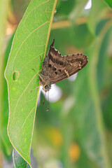 La mariposa está descansando sobre la hoja