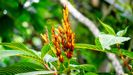 Sanchezia speciosa (Cacak gading, Zebra Plant, Yellow Sanchezia, Shrubby Whitevein, Gold Vein Plant, Sanchezia nobilis). This plant used for  antioxidant, anticancer and antibacterial, antifungal