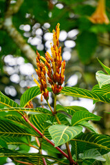 Sanchezia speciosa (Cacak gading, Zebra Plant, Yellow Sanchezia, Shrubby Whitevein, Gold Vein Plant, Sanchezia nobilis). This plant used for  antioxidant, anticancer and antibacterial, antifungal