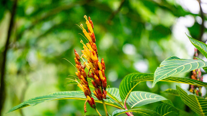 Sanchezia speciosa (Cacak gading, Zebra Plant, Yellow Sanchezia, Shrubby Whitevein, Gold Vein Plant, Sanchezia nobilis). This plant used for  antioxidant, anticancer and antibacterial, antifungal