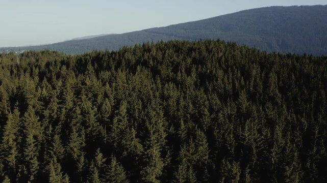 Pine Tree forest mountain flyover on a sunny day