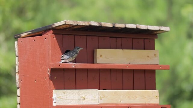 Slow Motion shot of a Baby Bluebird Flying from and Leaving the Nest 