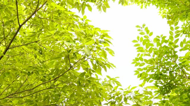 Summer trees and the sounds of cicadas. 夏の樹木とセミの鳴き声