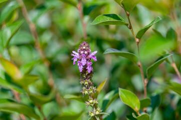 Chistes marsh is a perennial herbaceous plant