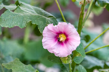 There is a bee inside the flower