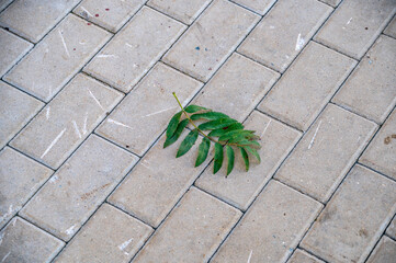 A rowan branch lies on the sidewalk