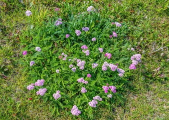 Beautiful flowers grow on the grass