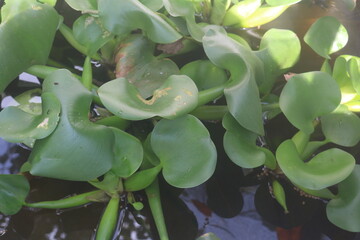 Beautiful Crassula ovata, Jade Plant, Cactus plant, succulent plant in pot in sunlight with nature background. Home decoration and gardening concept. decorative plants. ornamental plants thrive. broad