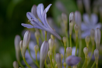 Purple Flowers