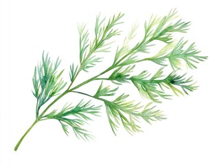 Fototapeta premium Delightful dill sprig watercolor cheerful and fresh botanical icon perfect for culinary cooking and natural design projects Isolated on a clean white background
