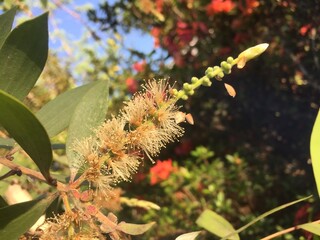 eucalyptus flowers