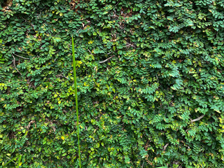 green wall covered in a dense carpet of small leaves.
 A single, tall plant with elongated leaves adds visual interest to the natural texture. Fresh green leaves.Green background with leaves.