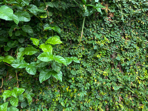 a lush green wall covered in climbing fig.The wall is completely covered in the small, heart-shaped leaves of the plant, creating a dense and textured pattern. Green background with leaves