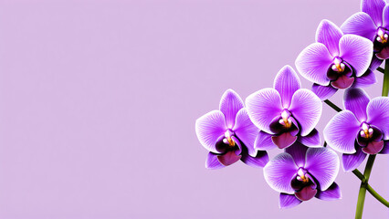 Naklejka premium Purple Orchids with Ample Copy Space