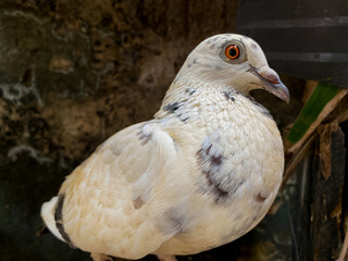 portrait of a domestic pigeon with a unique mix of white, brown, and black feathers. The bird has a rounded body and striking orange eyes.