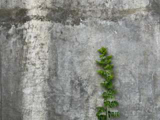 A weathered concrete wall with a single green vine growing along its surface. vine creeping in the wall