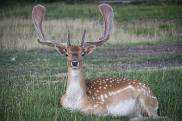 Resting deer in a grassy field with majestic antlers, calm nature scene