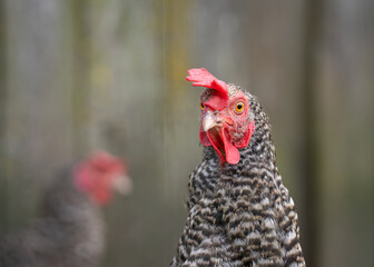 Speckled chicken portrait. Head of a speckled chicken close up. Gallus gallus domesticus.