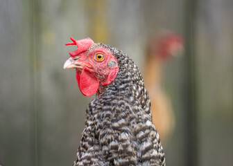 Speckled chicken portrait. Head of a speckled chicken close up. Gallus gallus domesticus.